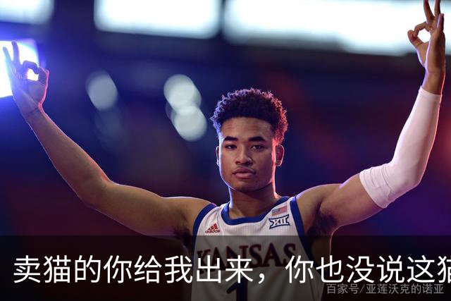 卖猫的你给我出来，你也没说这猫能长这么大啊